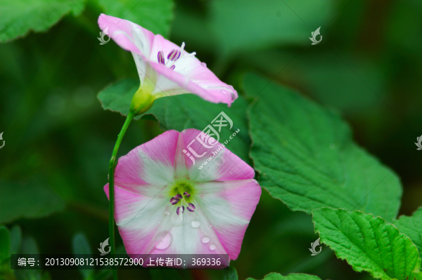 鄉(xiāng)間喇叭花