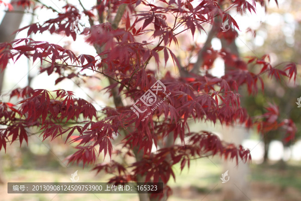 紅葉