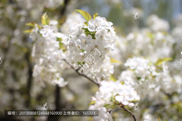 花