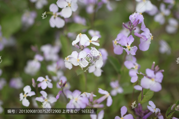 紫色鮮花