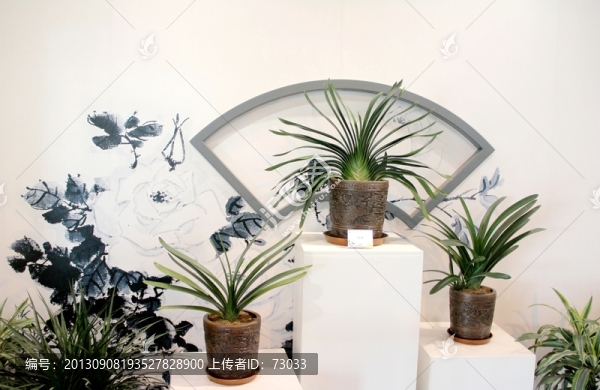 蘭花,,盆栽蘭花,,蘭花展