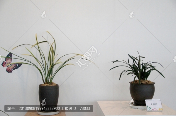 蘭花展
