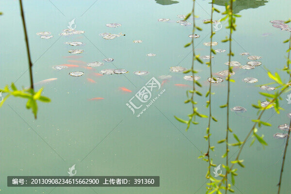 紅鯉魚,垂柳,湖面