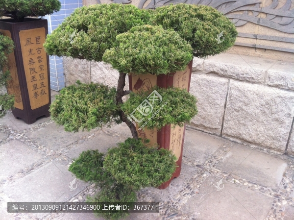 盆栽植物