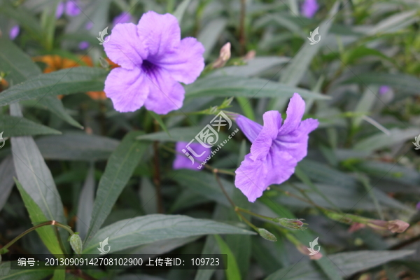 牽?；?紫色花,喇叭花