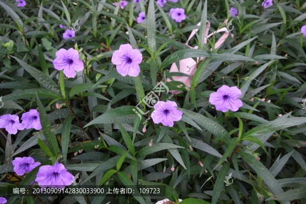 牽?；?紫色花,喇叭花