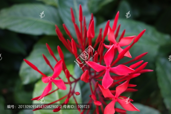 龍船花,紅色花