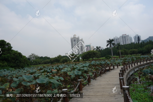荷塘,荷葉,木橋建筑,藍(lán)天白云