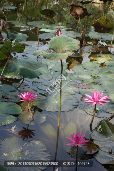 睡蓮,子午蓮,水芹花