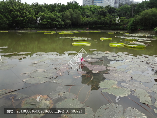 睡蓮,子午蓮,水芹花
