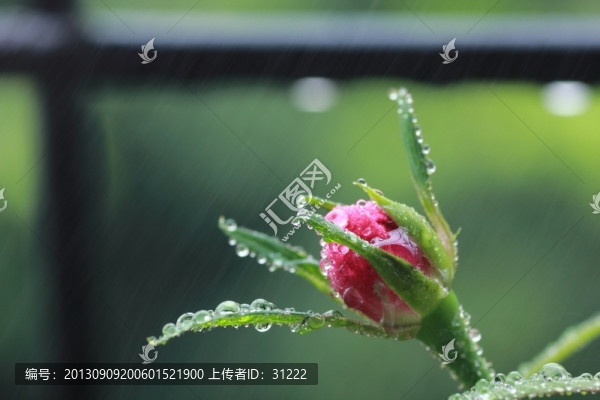 薔薇與露珠