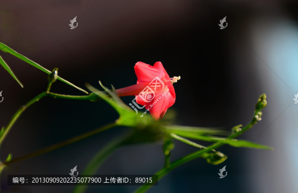 蔦蘿花