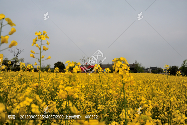 杭州,西溪,春季,油菜花,濕地