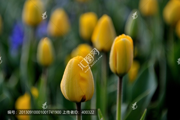 杭州,西湖,太子灣公園,郁金香