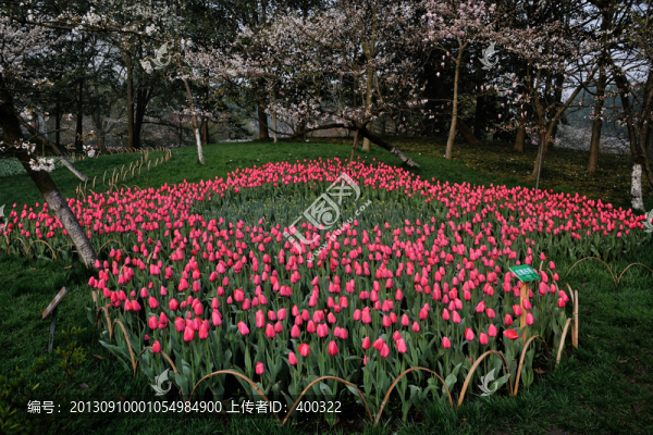 杭州,西湖,太子灣公園,郁金香