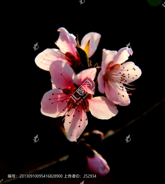 桃花