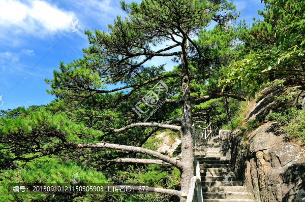 黃山松