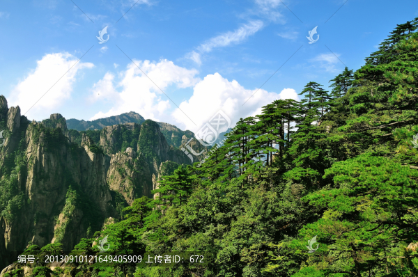 黃山松