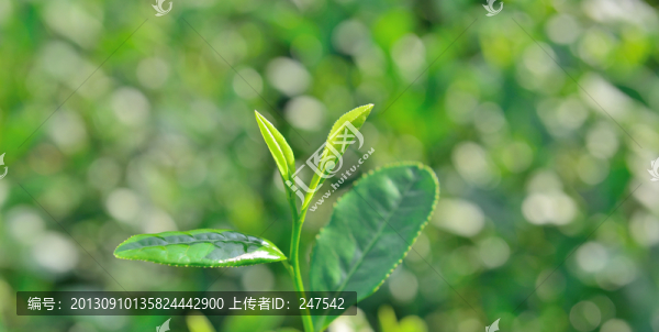 綠茶,綠芽