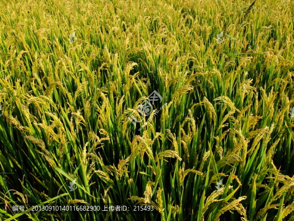 稻穗,稻田,飽滿(mǎn),豐收,灌漿