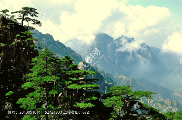 黃山松