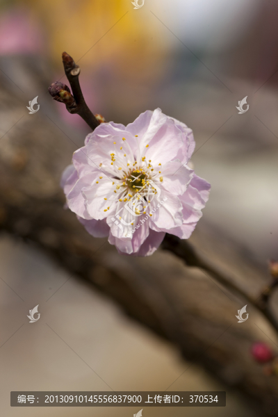梅花,花朵,花卉,花枝,花蕊
