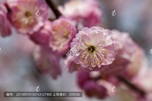 梅花,花朵,花卉,花枝,花蕊
