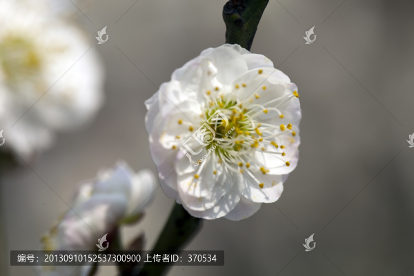 梅花,花朵,花卉,花枝,花蕊