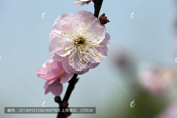 梅花,花朵,花卉,花枝,花蕊