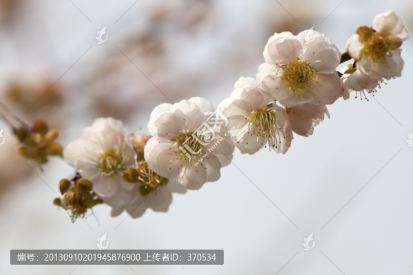 梅花,花朵,花卉,花枝,花蕊