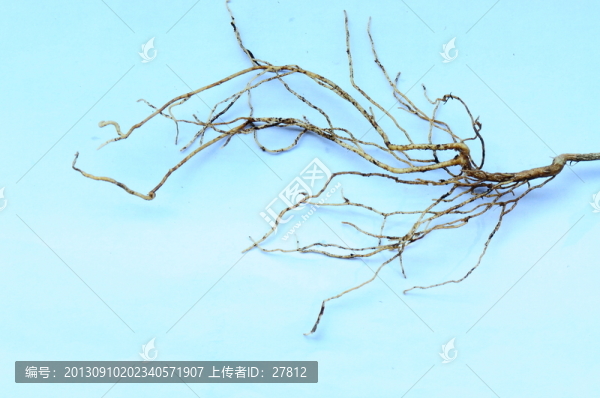 根須