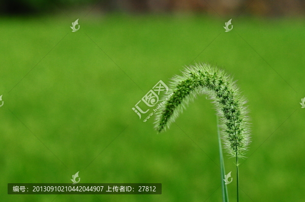 花草