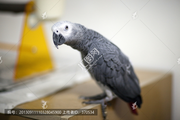 非洲鸚鵡,灰鸚鵡,寵物鳥(niǎo),鳥(niǎo)類(lèi)