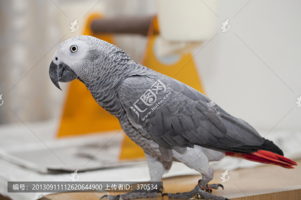 非洲鸚鵡,灰鸚鵡,寵物鳥,鳥類