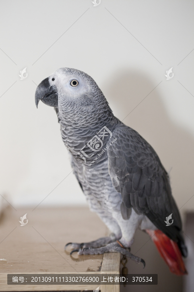 非洲鸚鵡,灰鸚鵡,寵物鳥,鳥類