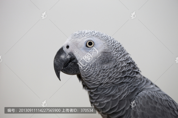 非洲鸚鵡,灰鸚鵡,寵物鳥,鳥類