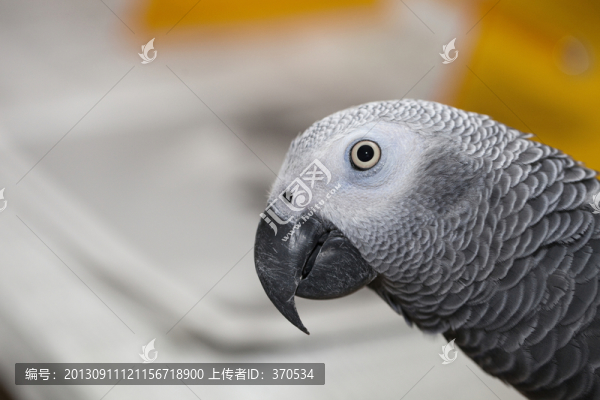 非洲鸚鵡,灰鸚鵡,寵物鳥(niǎo),鳥(niǎo)類(lèi)
