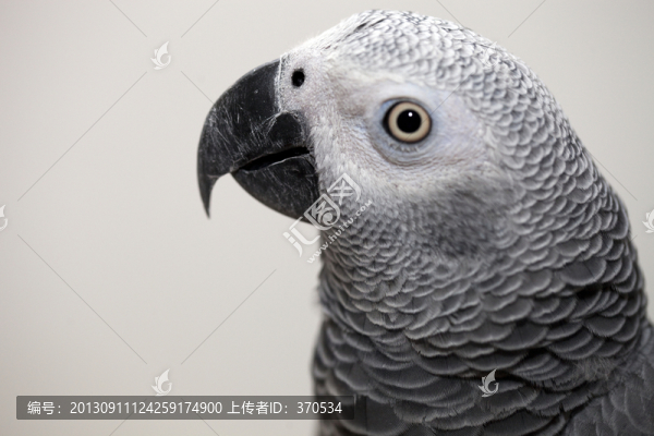 非洲鸚鵡,灰鸚鵡,寵物鳥(niǎo),鳥(niǎo)類