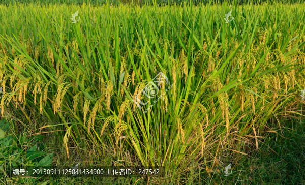 稻田
