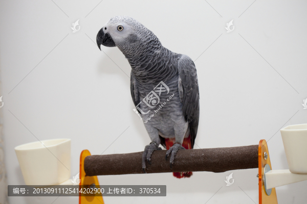 非洲鸚鵡,灰鸚鵡,寵物鳥,鳥類