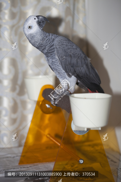非洲鸚鵡,灰鸚鵡,寵物鳥,鳥類