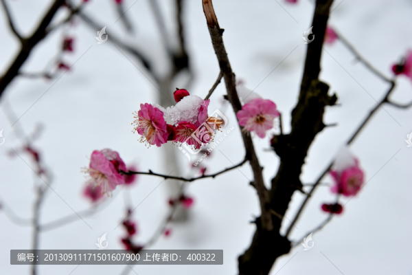 杭州,西湖,雪景,梅花,花朵