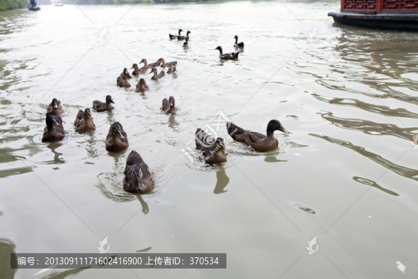 野鴨,鴨子,揚(yáng)州,瘦西湖,家禽
