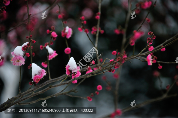 杭州,西湖,雪景,梅花,花朵