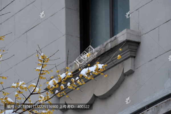 杭州,雪景,梅花,臘梅,花朵