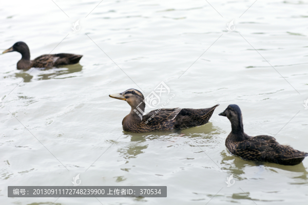 野鴨,鴨子,揚州,瘦西湖,家禽