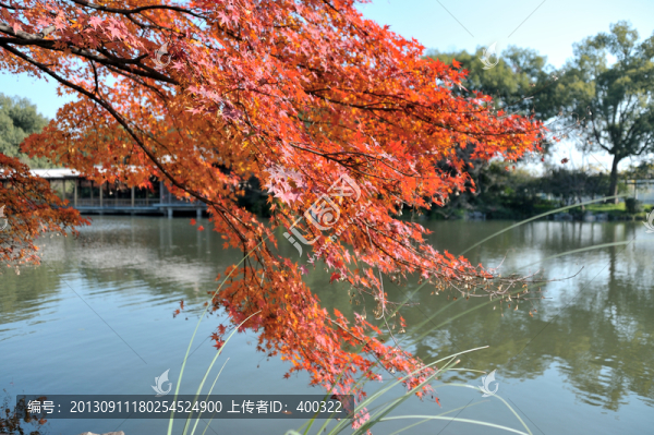 西湖,花港觀魚,秋季,楓葉,湖