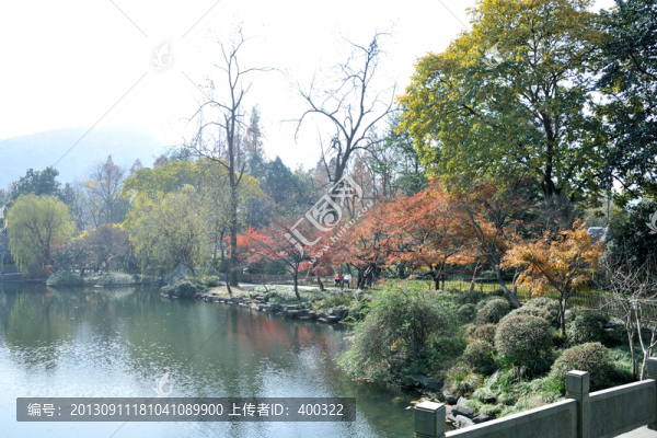 西湖,花港觀魚,秋季,彩林,倒