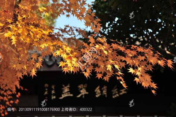 杭州,西湖,曲院風(fēng)荷,秋季,楓