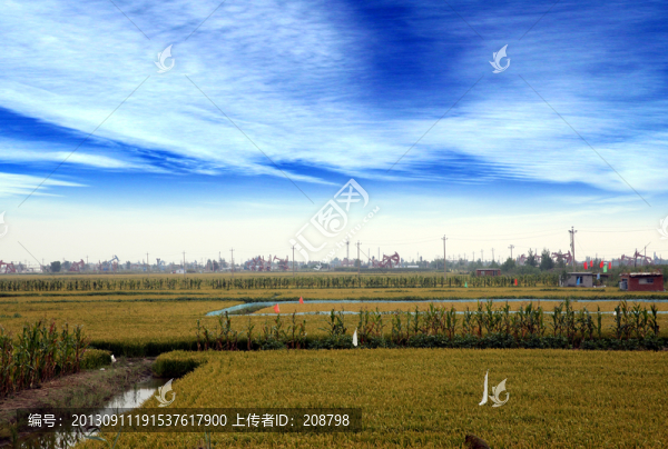 稻田